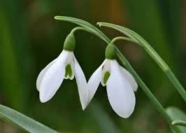 Snowdrops