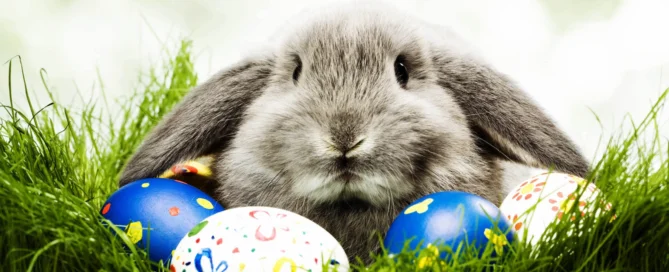 easter bunny with eggs.