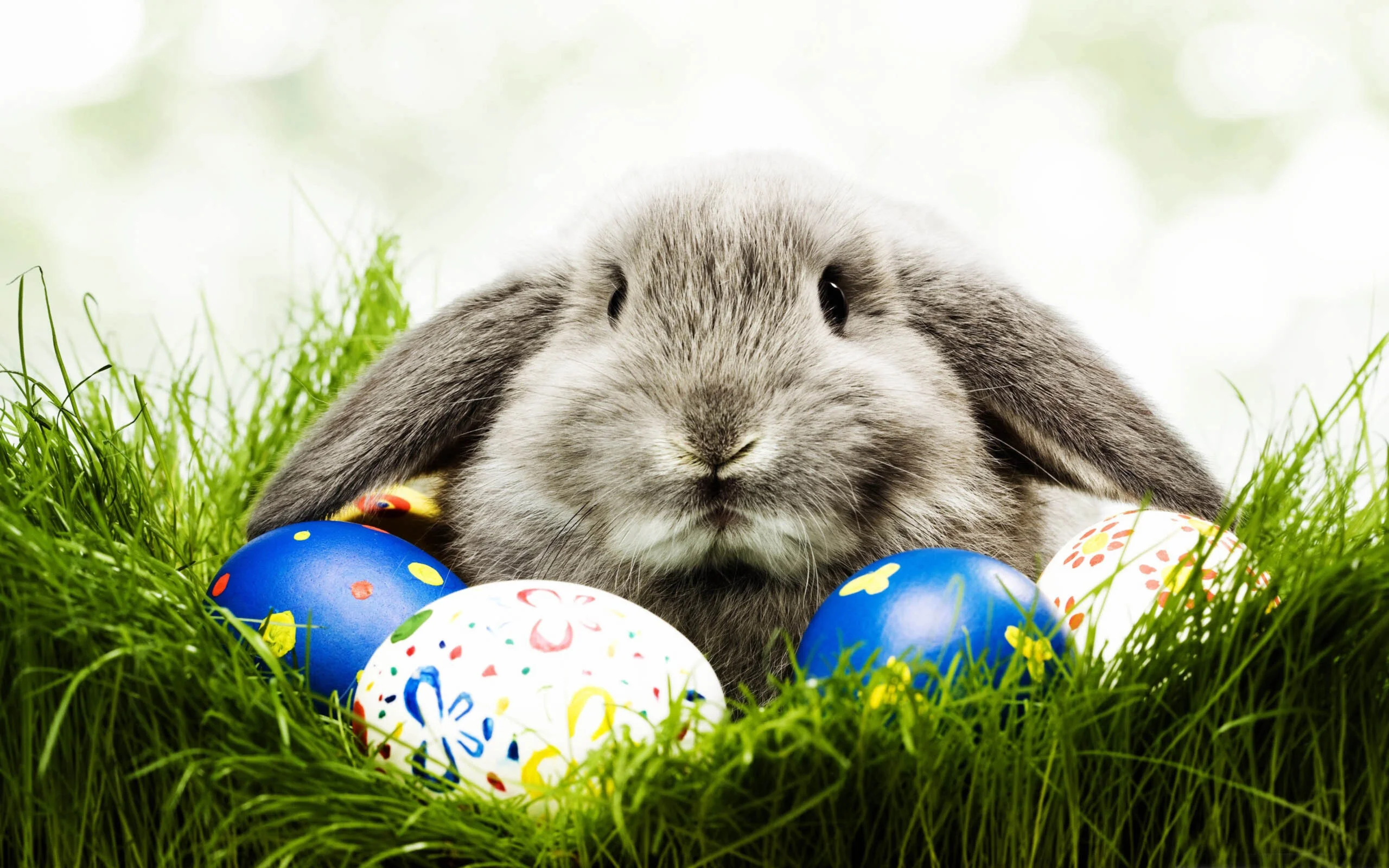 easter bunny with eggs.